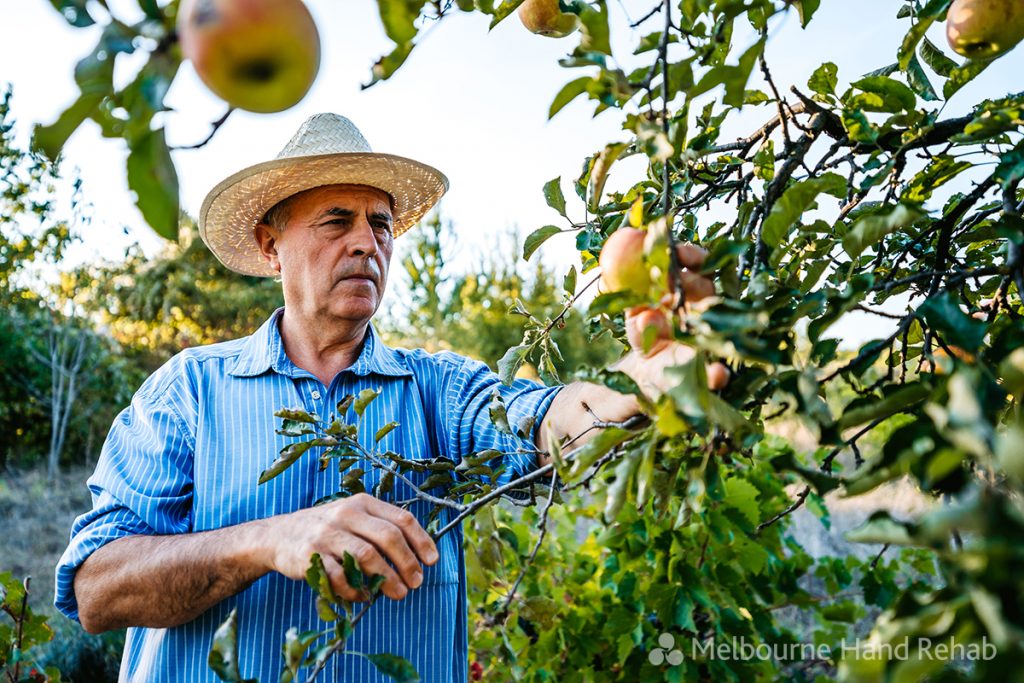 Farmer harvesting apples