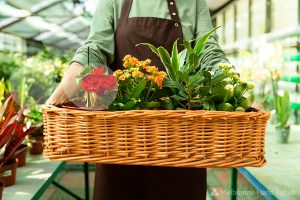 Gardener carrying a basket of plants