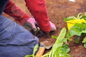 Gardener wearing gloves to protect your hands from bites and cuts