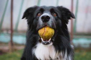 Black and white dog with old tennis ball in its mouth