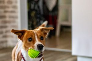 Dog chewing on a pet toy