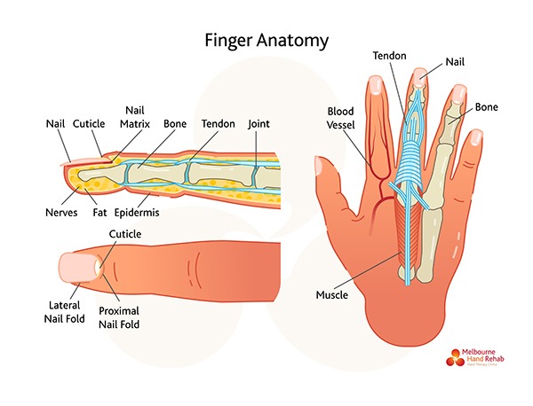 Read our blog: Understanding Stiff Fingers